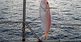 Adrasan Tekne Turları