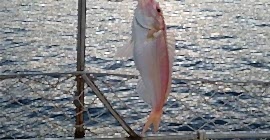 Tekne Turunun Bir Günü