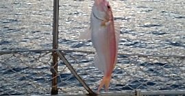 Tekne Turunun Bir Günü