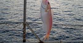 Adrasan Suluada Turu