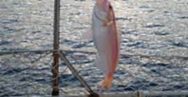 Adrasan Suluada Turu