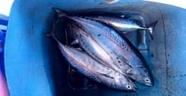 Adrasan Tekne Turları