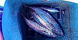 Tekne Turunun Bir Günü