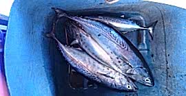 Tekne Turunun Bir Günü