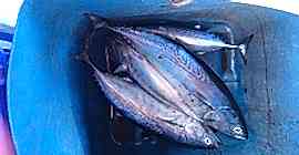 Adrasan Suluada Turu