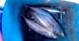 Adrasan Suluada Turu